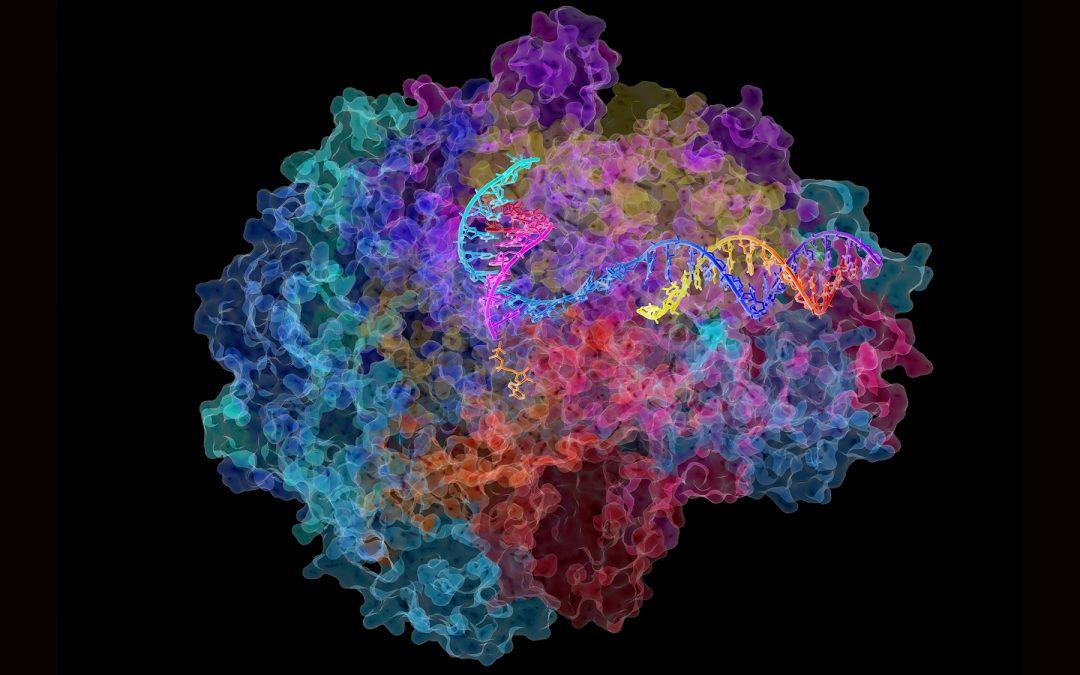 El ARN, 3.800 millones de años más tarde, nos vuelve a la vida.